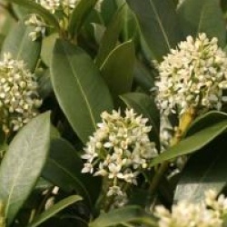 Skimmia japonica 'Kew White'