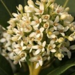 Skimmia japonica 'Kew White'