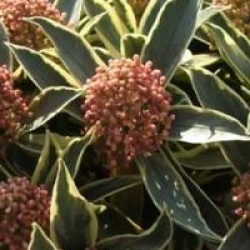 Skimmia japonica 'Magic Marlot' - Skimmia Magic Marlot