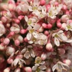 Skimmia japonica 'Magic Marlot'