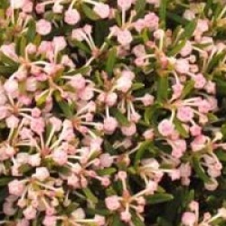 Andromeda polifolia 'Compacta'