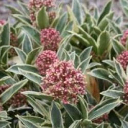 Skimmia japonica 'Magic Marlot'