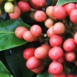 Skimmia japonica subsp. reevesiana