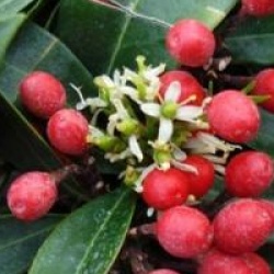 Skimmia japonica subsp. reevesiana - Skimmia reevesiana