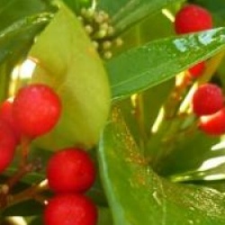 Skimmia japonica 'Rodgersii'