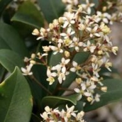 Skimmia japonica 'Rodgersii'