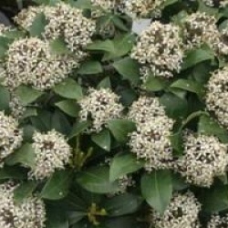 Skimmia japonica 'Rodgersii'