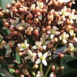 Skimmia japonica 'Rodgersii'