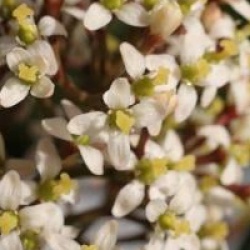 Skimmia japonica 'Rodgersii'