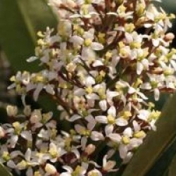 Skimmia japonica 'Rodgersii'