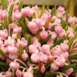 Andromeda polifolia 'Compacta'