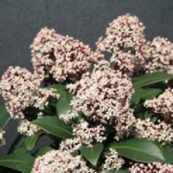Skimmia japonica 'Rubella'