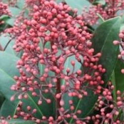 Skimmia japonica 'Rubella'