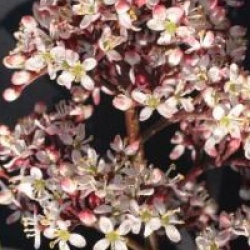 Skimmia japonica 'Rubella'