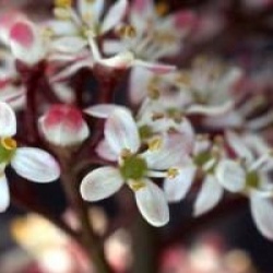 Skimmia japonica 'Rubella'