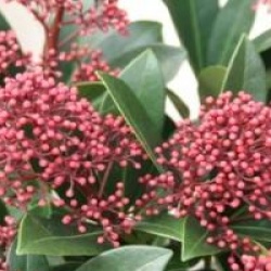 Skimmia japonica 'Rubella'