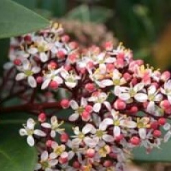 Skimmia japonica 'Rubella'