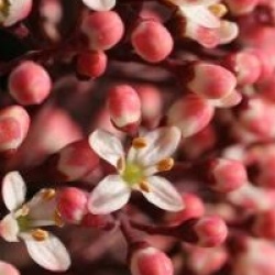 Skimmia japonica 'Rubella'
