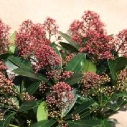 Skimmia japonica 'Rubella'