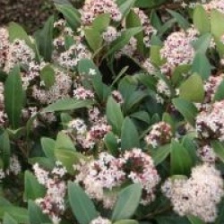 Skimmia japonica 'Rubella'