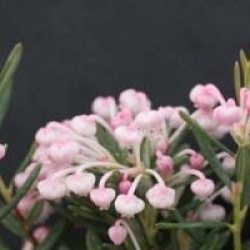 Andromeda polifolia 'Compacta'