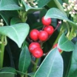 Skimmia foremanii