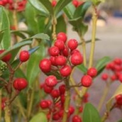 Skimmia japonica 'Veitchii'