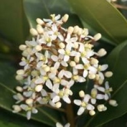 Skimmia japonica 'Veitchii'