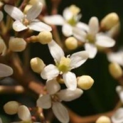 Skimmia japonica 'Veitchii'