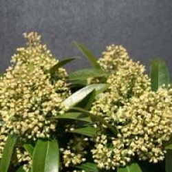 Skimmia laureola