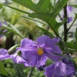 Solanum aviculare 