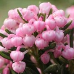 Andromeda polifolia 'Nikko' - Androm�de Nikko