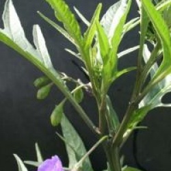 Solanum aviculare 