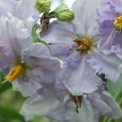 Solanum bonariense 'Blue' - Morelle de Buenos Aires bleue