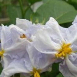 Solanum bonariense 'Blue'