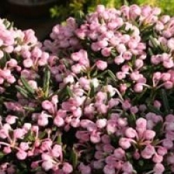 Andromeda polifolia 'Nikko'