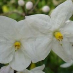 Solanum laxum 'Album'