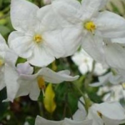 Solanum laxum 'Album'