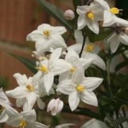 Solanum laxum 'Album'