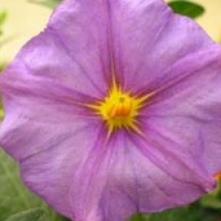 Solanum rantonnetii