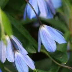 Sollya heterophylla  - Sollya fusiformis