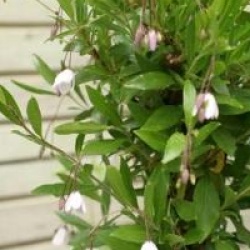 Sollya heterophylla 'Pink-flowered'