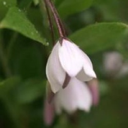Sollya heterophylla 'Pink-flowered'
