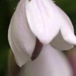 Sollya heterophylla 'Pink-flowered'