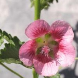 Anisodontea capensis 