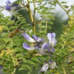 Sophora � fleurs blanches
