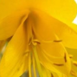 Sophora Sun King � 'Hilsop' cov 