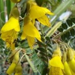 Sophora � fleurs jaunes