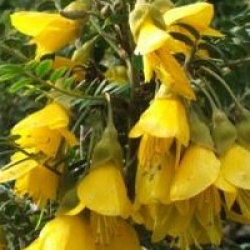 Sophora Sun King � 'Hilsop' cov 