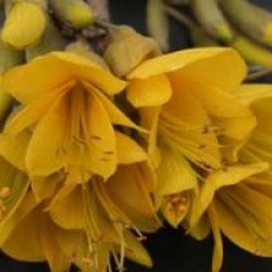Sophora Sun King � 'Hilsop' cov 